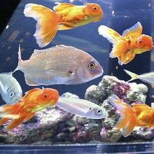 新闻爆料海鱼视频播放,揭秘海洋生物的神秘世界 第3张 新闻爆料海鱼视频播放,揭秘海洋生物的神秘世界 第3张